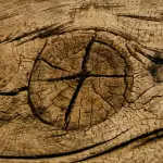 Foresta in Valle 2026, filiera legno protagonista a Paularo