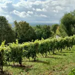 Preval, escursione di Legambiente il 16 maggio nel Collio