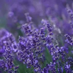 Piante medicinali e aromatiche a rischio: il report di Legambiente sulla flora officinale in Italia