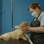 Udine, contributi per spese veterinarie 2025: domande online dal 7 aprile al 15 settembre 2026